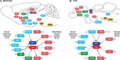 Role of Habenula in Social and Reproductive Behaviors in Fish: Comparison With Mammals